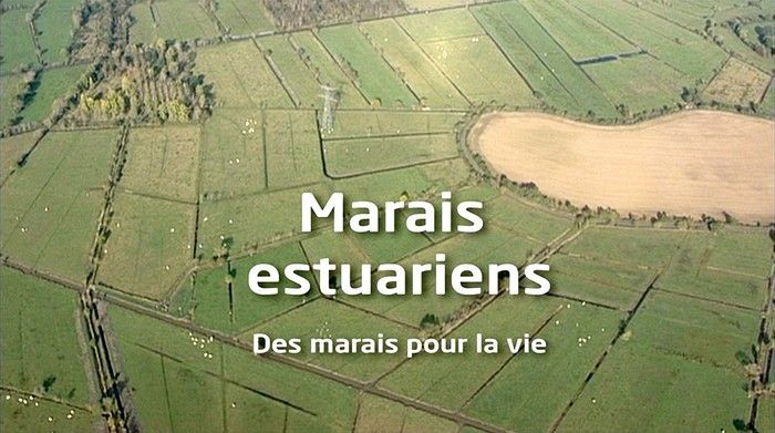 multimedia-marais-estuarien