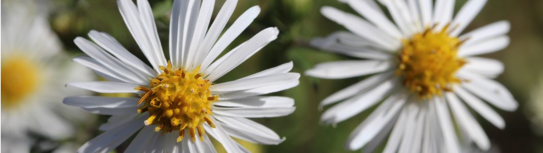 enquête de plantes- aster